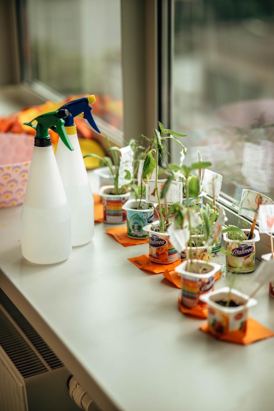 Op de vensterbank staan plantjes in een yoghurtpotje.